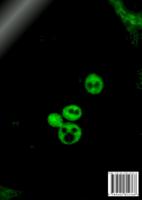 Image analysis for gene expression based phenotype characterization in yeast cells