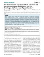 The transcriptomic signature of RacA activation and inactivation provides new insights into the morphogenetic network of Aspergillus niger