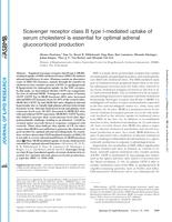 Scavenger receptor class B type I-mediated uptake of serum cholesterol is essential for optimal adrenal glucocorticoid production