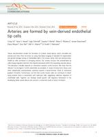 Arteries are formed by vein-derived endothelial tip cells