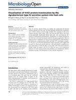 Visualization of VirE2 protein translocation by the Agrobacterium type IV secretion system into host cells