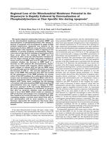 Regional loss of the mitochondrial membrane potential in the hepatocyte is rapidly followed by externalization of phosphatidylserines at that specific site during apoptosis