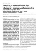 Analysis of Vir protein translocation from Agrobacterium tumefaciens using Saccharomyces cerevisiae as a model: evidence for transport of a novel effector protein VirE3