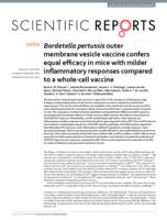 Bordetella pertussis outer membrane vesicle vaccine confers equal efficacy in mice with milder inflammatory responses compared to a whole-cell vaccine
