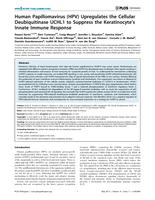 Human Papillomavirus (HPV) Upregulates the Cellular Deubiquitinase UCHL1 to Suppress the Keratinocyte's Innate Immune Response