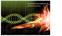 Post-incision events induced by UV : regulation of incision and the role of post-incision factors in mammalian NER