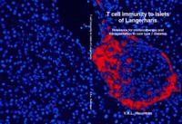 T cell immunity to islets of Langerhans : relevance for immunotherapy and transplantation to cure type 1 diabetes