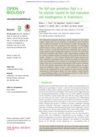 The DyP-type peroxidase DtpA is a Tat-substrate required for GlxA maturation and morphogenesis in Streptomyces