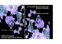 A Drosophila model for Duchenne muscular dystrophy