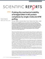Probing the mechanical stability of bridged DNA-H-NS protein complexes by single-molecule AFM pulling