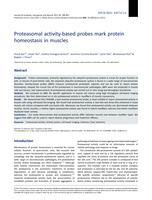 Proteasomal activity-based probes mark protein homeostasis in muscles