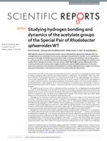 Studying hydrogen bonding and dynamics of the acetylate groups of the Special Pair of Rhodobacter sphaeroides WT