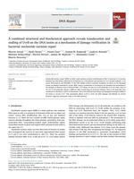 A combined structural and biochemical approach reveals translocation and stalling of UvrB on the DNA lesion as a mechanism of damage verification in bacterial nucleotide excision repair