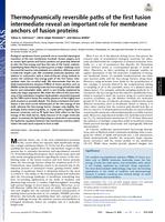 Thermodynamically reversible paths of the first fusion intermediate reveal an important role for membrane anchors of fusion proteins