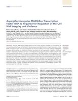 Aspergillus fumigatus MADS-Box Transcription Factor rlmA Is Required for Regulation of the Cell Wall Integrity and Virulence