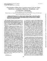 Fractionation of Rhizobium leguminosarum cells into outer membrane, cytoplasmic membrane, periplasmic, and cytoplasmic components