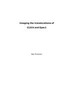 Imaging the translocations of CLIC4 and Epac1