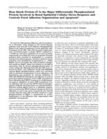 Heat shock protein 27 is the major differentially phosphorylated protein involved in renal epithelial cellular stress response and controls focal adhesion organization and apoptosis