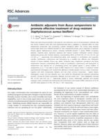 Antibiotic adjuvants from Buxus sempervirens to promote effective treatment of drug-resistant Staphylococcus aureus including biofilms