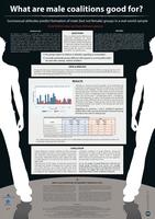 What are male coalitions good for? Sociosexual attitudes predict formation of male (but not female) groups in a real-world sample