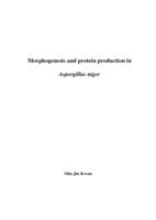 Morphogenesis and protein production in Aspergillus niger