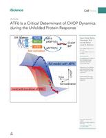 ATF6 Is a Critical Determinant of CHOP Dynamics during the Unfolded Protein Response