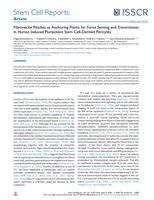 Fibronectin Patches as Anchoring Points for Force Sensing and Transmission in Human Induced Pluripotent Stem Cell-Derived Pericytes