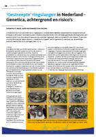 ‘Gestreepte’ ringslangen in Nederland – Genetica, achtergrond en risico’s