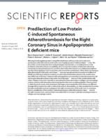 Predilection of Low Protein C-induced Spontaneous Atherothrombosis for the Right Coronary Sinus in Apolipoprotein E deficient mice