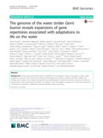 The genome of the water strider Gerris buenoi reveals expansions of gene repertoires associated with adaptations to life on the water