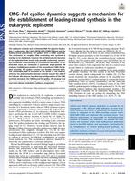 CMG-Pol epsilon dynamics suggests a mechanism for the establishment of leading-strand synthesis in the eukaryotic replisome