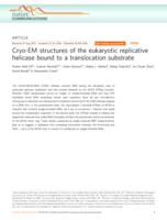 Cryo-EM structures of the eukaryotic replicative helicase bound to a translocation substrate