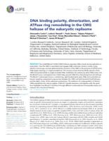 DNA binding polarity, dimerization, and ATPase ring remodeling in the CMG helicase of the eukaryotic replisome