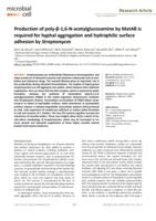 Production of poly-β-1, 6-N-acetylglucosamine by MatAB is required for hyphal aggregation and hydrophilic surface adhesion by Streptomyces