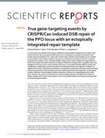 True gene-targeting events by CRISPR/Cas-induced DSB repair of the PPO locus with an ectopically integrated repair template