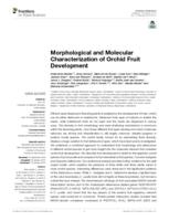 Morphological and Molecular Characterization of Orchid Fruit Development