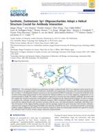 Synthetic, Zwitterionic Sp1 Oligosaccharides Adopt a Helical Structure Crucial for Antibody Interaction