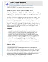 ELTA: Enzymatic Labeling of Terminal ADP-Ribose