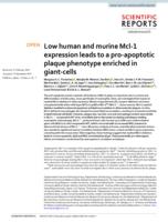 Low human and murine Mcl-1 expression leads to a pro-apoptotic plaque phenotype enriched in giant-cells