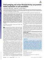 Fluid pumping and active flexoelectricity can promote lumen nucleation in cell assemblies