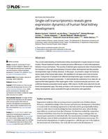 Single-cell transcriptomics reveals gene expression dynamics of human fetal kidney development