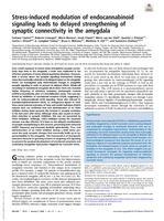 Stress-induced modulation of endocannabinoid signaling leads to delayed strengthening of synaptic connectivity in the amygdala