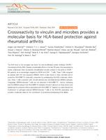Crossreactivity to vinculin and microbes provides a molecular basis for HLA-based protection against rheumatoid arthritis