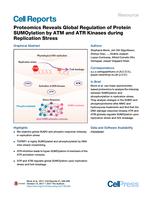 Proteomics Reveals Global Regulation of Protein SUMOylation by ATM and ATR Kinases during Replication Stress
