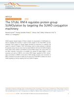 The STUbL RNF4 regulates protein group SUMOylation by targeting the SUMO conjugation machinery