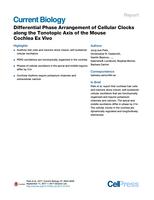 Differential Phase Arrangement of Cellular Clocks along the Tonotopic Axis of the Mouse Cochlea Ex Vivo