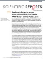 Rev1 contributes to proper mitochondrial function via the PARP-NAD(+)-SIRT1-PGC1 alpha axis