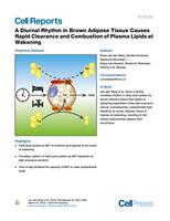 A Diurnal Rhythm in Brown Adipose Tissue Causes Rapid Clearance and Combustion of Plasma Lipids at Wakening