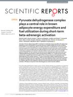 Pyruvate dehydrogenase complex plays a central role in brown adipocyte energy expenditure and fuel utilization during short-term beta-adrenergic activation