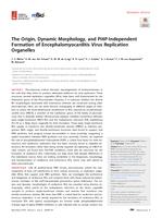 The Origin, Dynamic Morphology, and PI4P-Independent Formation of Encephalomyocarditis Virus Replication Organelles